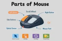 Parts of Mouse: A Complete Guide for Beginners