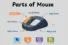 Parts of Mouse: A Complete Guide for Beginners